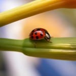 Ladybug
